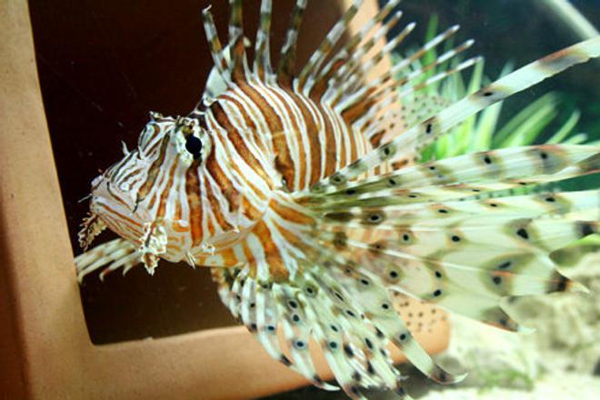 saltwater fish - pterois volitans - volitan lionfish stocking in 220 gallons tank - Peacock/Volitan Lion Fish