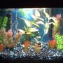 5 gallons freshwater fish tank (mostly fish and non-living decorations) - Freshwater 5GL Tank. 3 weeks old Starter fish only