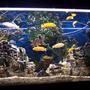 65 gallons freshwater fish tank (mostly fish and non-living decorations) - My 65 Gallon Eheim Cichlid tank