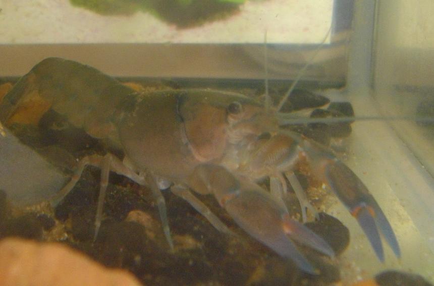 Rated #90: Corals Inverts - Cherax Sp. - Sunburst Fire Lobster Stocking In 6 Gallons Tank