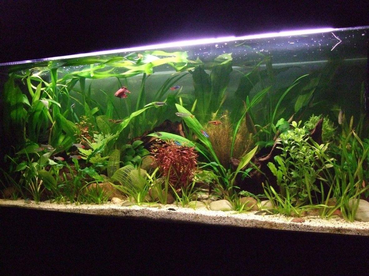32 gallons planted tank (mostly live plants and fish) - another pic
