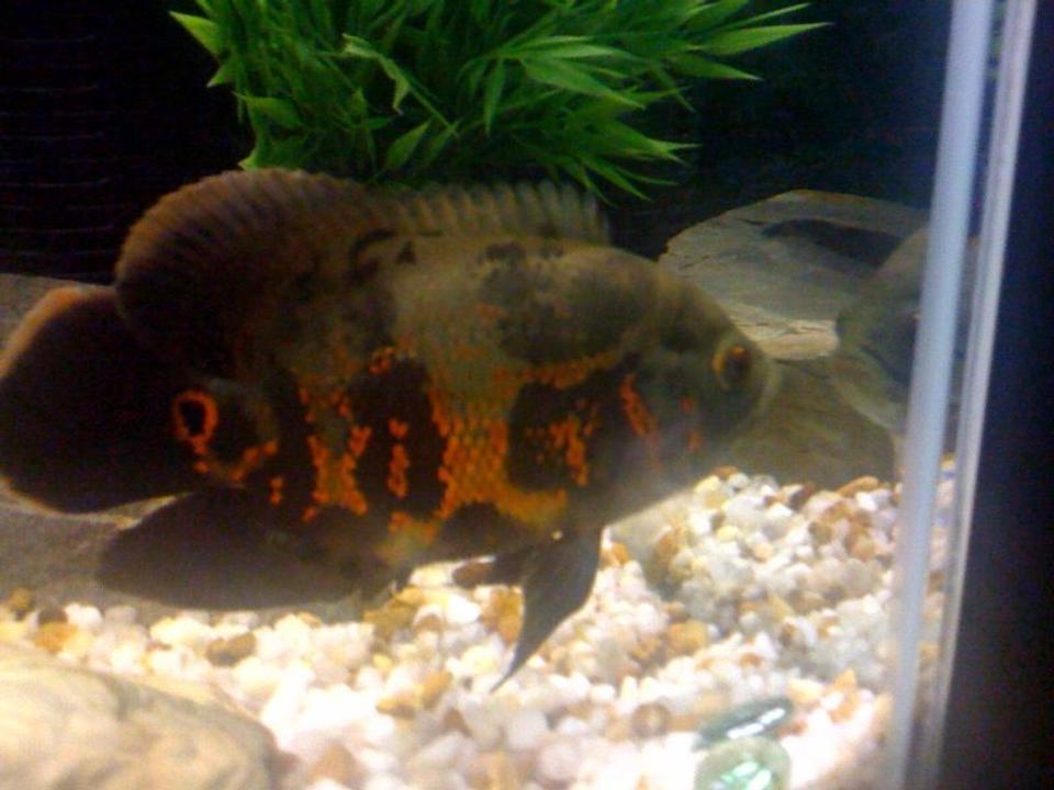 freshwater fish - astronotus ocellatus - tiger oscar stocking in 55 gallons tank - Morty checkin himself out!