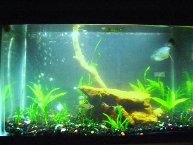 10 gallons planted tank (mostly live plants and fish) - My 10 gallon tank after 1 week with new setup/plants... 2/06/09