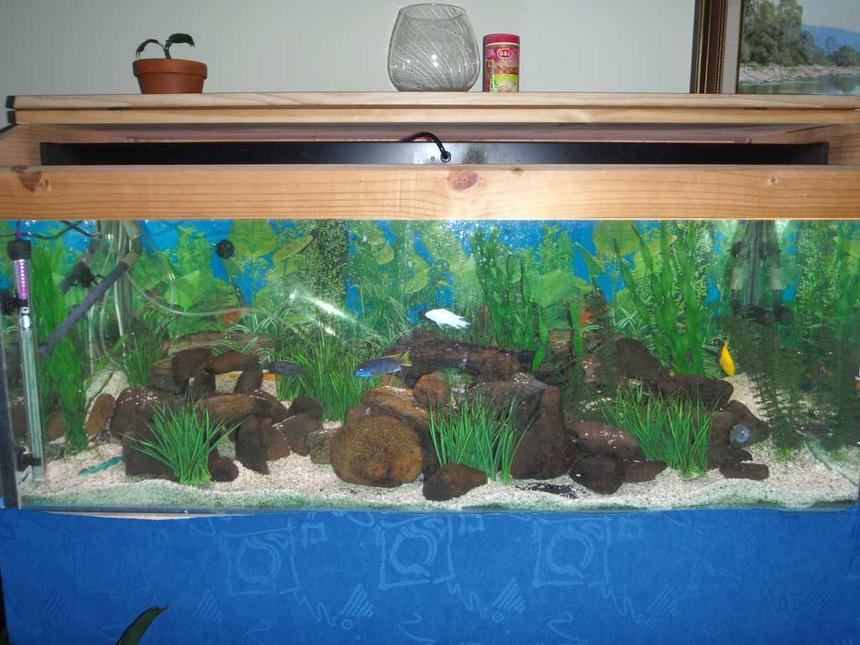 Rated #2456: 90 Gallons Freshwater Fish Tank - My first tank.
Cant see it in the pics, but there's a retaining wall type thing, so the rear is about 2" higher than the front, with little caves made in the front section (on the front of the wall).
Got 9 African Cichlids floating around in their little world with 2 sucker fish (one normal, one albino).
Got a surprise the other day when I found one of them holding! (Pics uploading now)
I thought it was an all male tank!