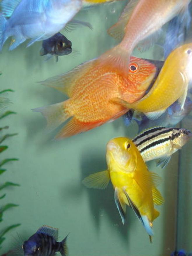 freshwater fish - heros serverus - gold severum stocking in 80 gallons tank - Golden Severum and friends