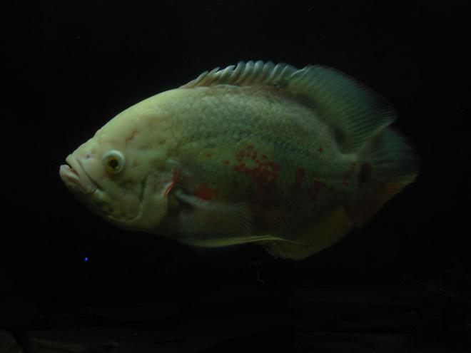 freshwater fish - astronotus ocellatus - albino oscar stocking in 55 gallons tank - Astronotus Ocellatus...
13inch...........................
Albino............................
Name: Mietek PL............
Chicago: 3 years old.....
d:)