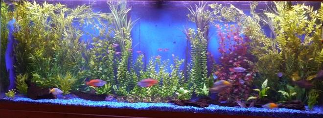 150 gallons planted tank (mostly live plants and fish) - 150 gallon with both real plants, driftwoods and fakes