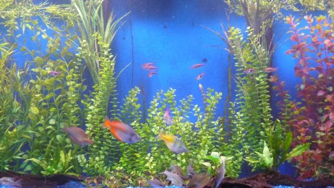 freshwater fish - melanotaenia boesemani - boesemani rainbow stocking in 150 gallons tank - Rainbow fishes