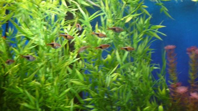 freshwater fish - rasbora heteromorpha - harlequin rasbora stocking in 150 gallons tank - Harlequin Rasboras