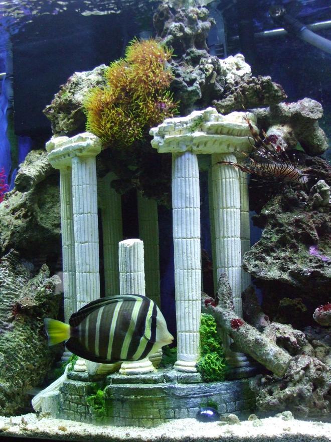 saltwater fish - pterois volitans - volitan lionfish stocking in 55 gallons tank - my sailfin tang swiming by rome