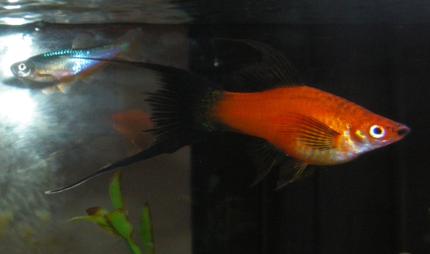 freshwater fish - brachydanio kerri - turquoise danio stocking in 55 gallons tank - Hilt with a Danio in Background