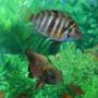 freshwater fish - archocentrus nigrofasciatus - black convict cichlid stocking in 55 gallons tank - Thelma - Convict Cichlid Hermes - Oscar In different tank, of course