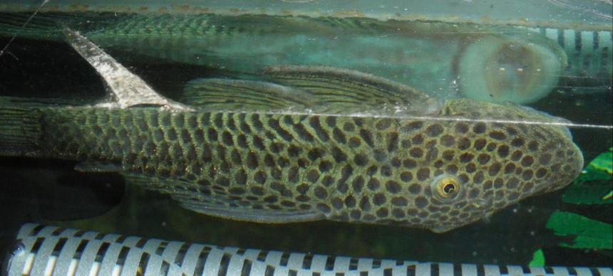 Rated #1422: Freshwater Fish - Chaetostoma Milesi - Rubbernose Pleco (l187) Stocking In 55 Gallons Tank - Rubber Nosed Pleco - Rover