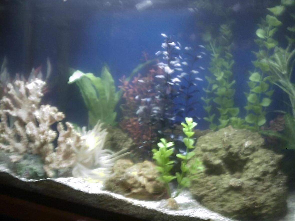 fish tank picture - Here is a photo of my aquarium as it currently is. I will be adding older photos as well as new ones with any significant additions.
