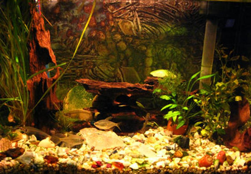 Rated #241: Freshwater Fish - Kryptopterus Bicirrhis - Ghost Glass Cat Stocking In 10 Gallons Tank - my little tank.
