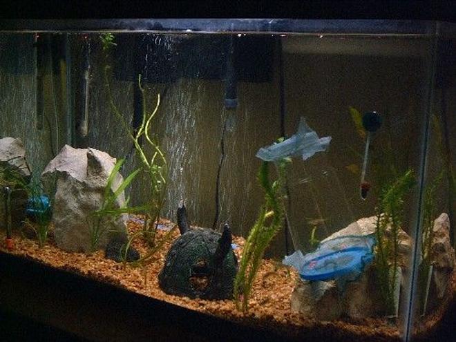 125 gallons planted tank (mostly live plants and fish) - september 2008 just starting out, DIY livebearer nursery in the tank.