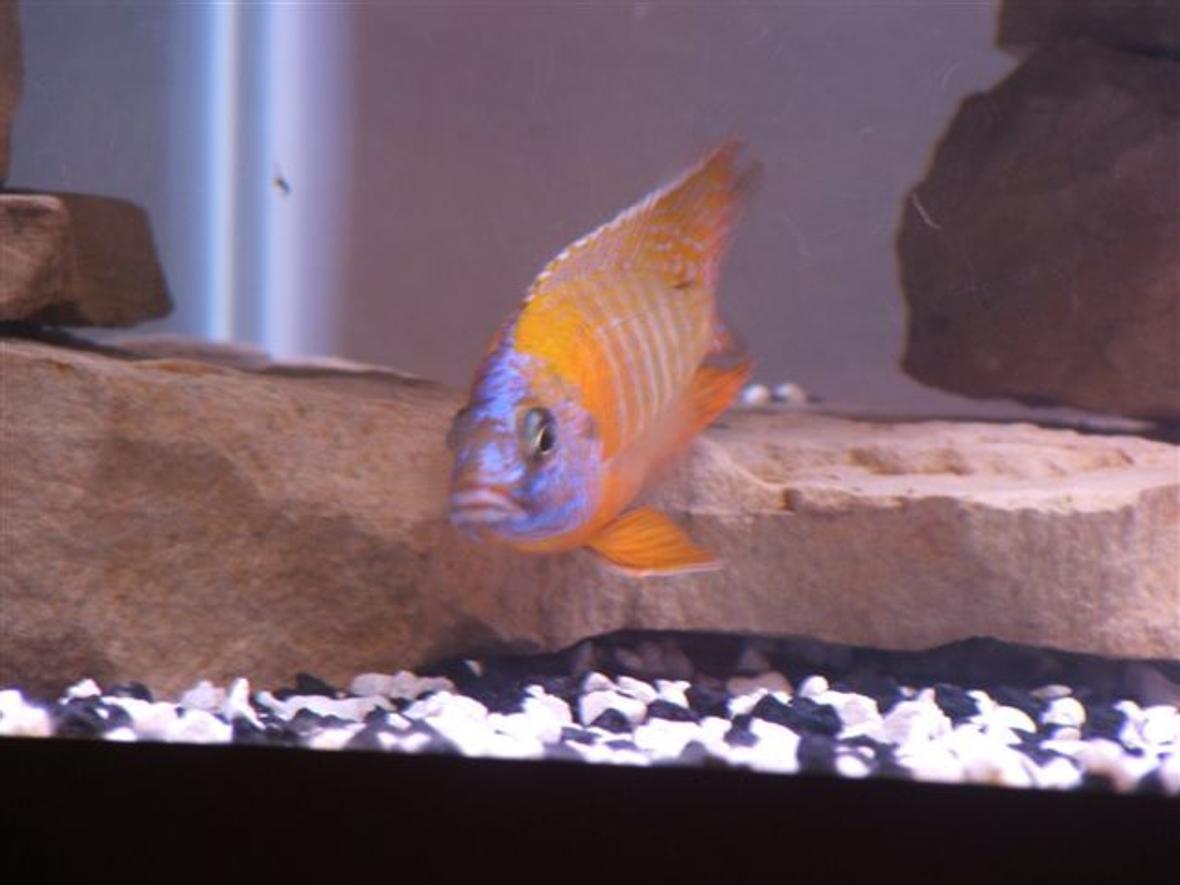 freshwater fish - aulonocara rubescens - ruby red peacock stocking in 75 gallons tank - Red Peacock Cichlid