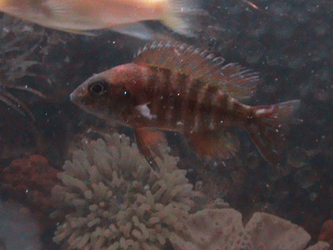freshwater fish - aulonocara rubescens - ruby red peacock stocking in 37 gallons tank - This is my peacock,  FLY GUY!