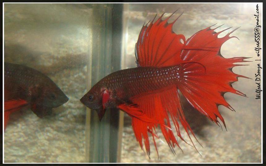 Rated #949: Freshwater Fish - Betta Splendens - Crown Tail Betta Stocking In 50 Gallons Tank - Betta
