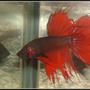 freshwater fish - betta splendens - crown tail betta stocking in 50 gallons tank - Betta