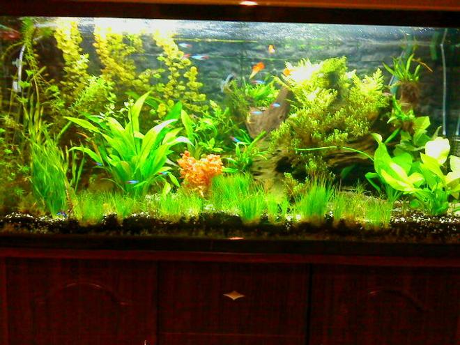 50 gallons planted tank (mostly live plants and fish) - update of my planted tank. trimmed and added some more plants