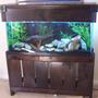 55 gallons freshwater fish tank (mostly fish and non-living decorations) - 55 gallon mixed malawi tank, with custom stand and canopy