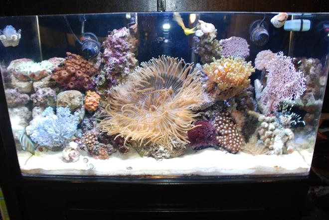 55 gallons reef tank (mostly live coral and fish) - Tank