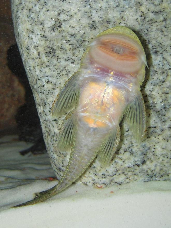 freshwater fish - chaetostoma milesi - rubbernose pleco (l187) stocking in 150 gallons tank - Rubber Nose Pleco