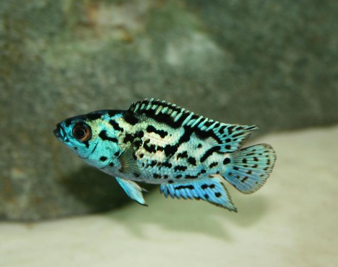 freshwater fish - nandopsis octofasciatum - electric blue jack dempsey stocking in 150 gallons tank - Electric Blue Jack Dempsey