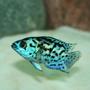 freshwater fish - nandopsis octofasciatum - electric blue jack dempsey stocking in 150 gallons tank - Electric Blue Jack Dempsey