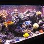 fish tank picture - Left Front View 120g Reef