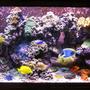 120 gallons reef tank (mostly live coral and fish) - Top Front View 120g Reef
