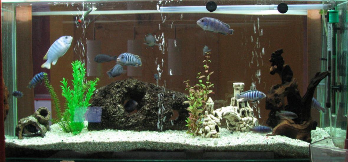 80 gallons freshwater fish tank (mostly fish and non-living decorations) - In the wall. It's very dificult to assemble or place the stones, because its visible from both sides.