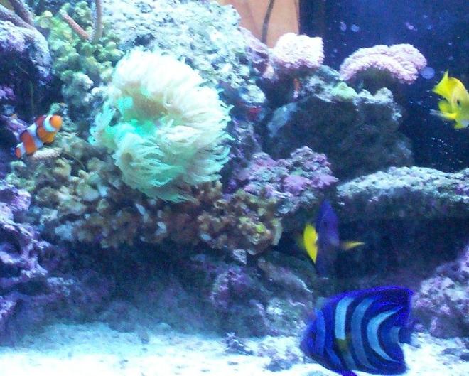 saltwater fish - zebrasoma xanthurum - purple tang stocking in 120 gallons tank - 120gal reef. not the wohle tank they wouldnt let me put it on