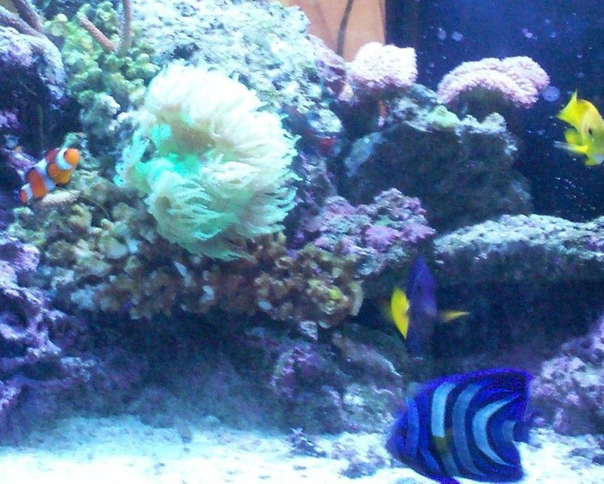 Rated #81: Saltwater Fish - Zebrasoma Xanthurum - Purple Tang Stocking In 120 Gallons Tank - 120gal reef. not the wohle tank they wouldnt let me put it on