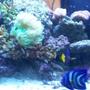 saltwater fish - zebrasoma xanthurum - purple tang stocking in 120 gallons tank - 120gal reef. not the wohle tank they wouldnt let me put it on