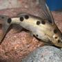 freshwater fish - synodontis petricola - pygmy leopard catfish stocking in 150 gallons tank - Synodontis