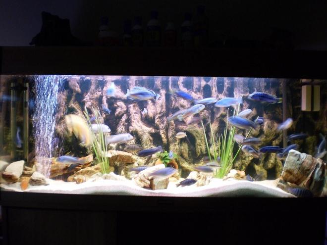 75 gallons freshwater fish tank (mostly fish and non-living decorations) - African CIchlids