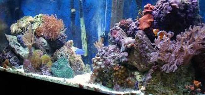 55 gallons reef tank (mostly live coral and fish) - my reef