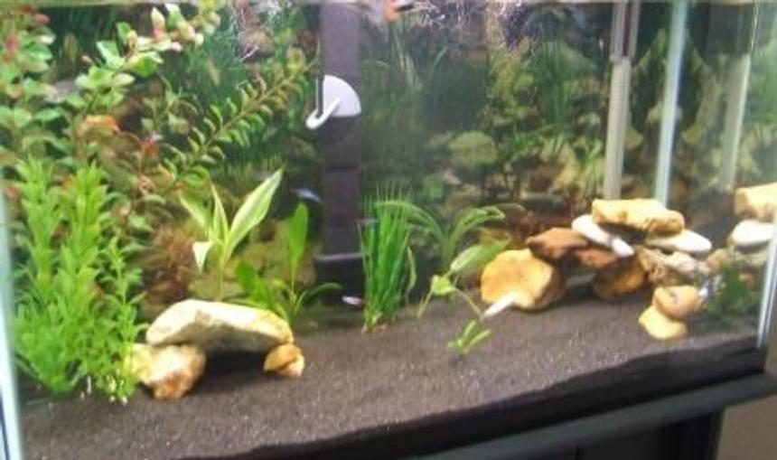 Rated #315: 55 Gallons Freshwater Fish Tank - 3 months into tank
30 gallon tank.... still in the process of improving....
Fish:5 Fancy Guppies, 2 Kuli Loaches, 1 African Dwaf Frog, 1 Female Betta, 2 White Cloulds, 3 Neon Tetras, 1 Neon Swordail, 1 German Ram
Filter: Emperor 400 Bio-wheel.
Heater: Visi-Therm 200W
Standard Lighting
Driftwood/moon sand