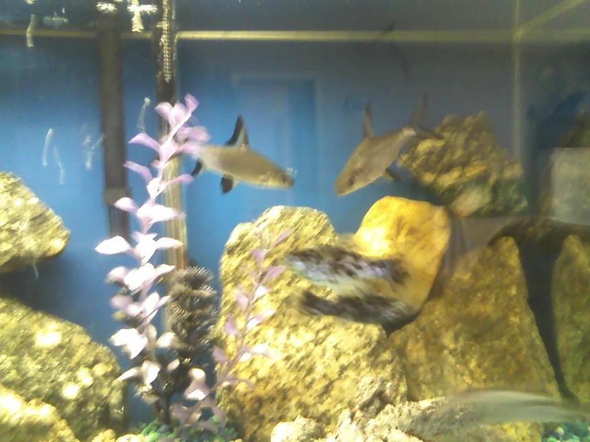 Rated #294: Freshwater Fish - Balantiocheilus Melanopterus - Bala Shark Stocking In 40 Gallons Tank - sharks