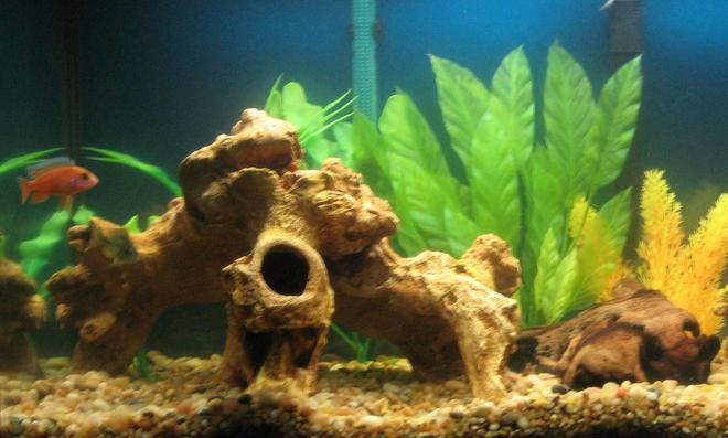 freshwater fish - pseudotropheus estherae - red zebra cichlid stocking in 29 gallons tank - my 29 gallon...