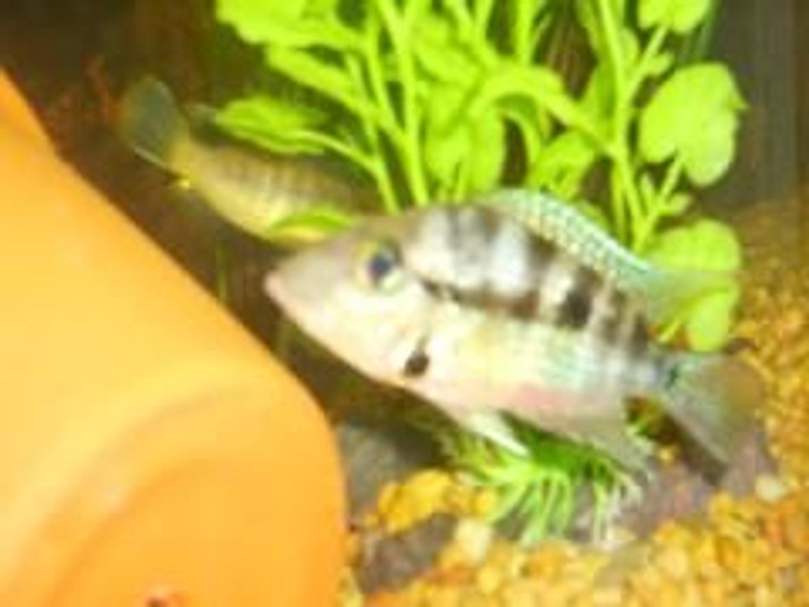freshwater fish - thorichthys meeki - firemouth cichlid stocking in 29 gallons tank - firemouth