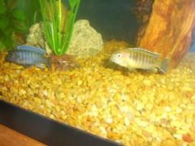 freshwater fish - metriaclima callainos - cobalt blue zebra cichlid stocking in 29 gallons tank - 2 cichlids