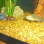 freshwater fish - metriaclima callainos - cobalt blue zebra cichlid stocking in 29 gallons tank - 2 cichlids