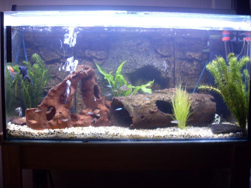 Rated #2158: 200 Gallons Freshwater Fish Tank - Freshwater tanks my pride and joy will be number tank in thge world ahahahahahahaha