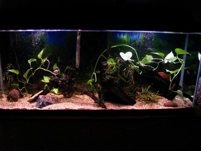 55 gallons planted tank (mostly live plants and fish) - 55 gallon planted