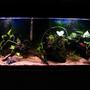 55 gallons planted tank (mostly live plants and fish) - 55 gallon planted