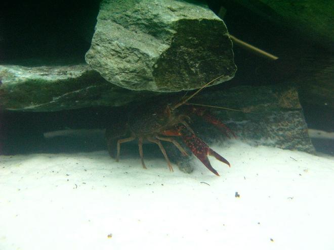 corals inverts - enoplometopus sp. - reef lobster, red hawaiian stocking in 75 gallons tank - Red Crayfish