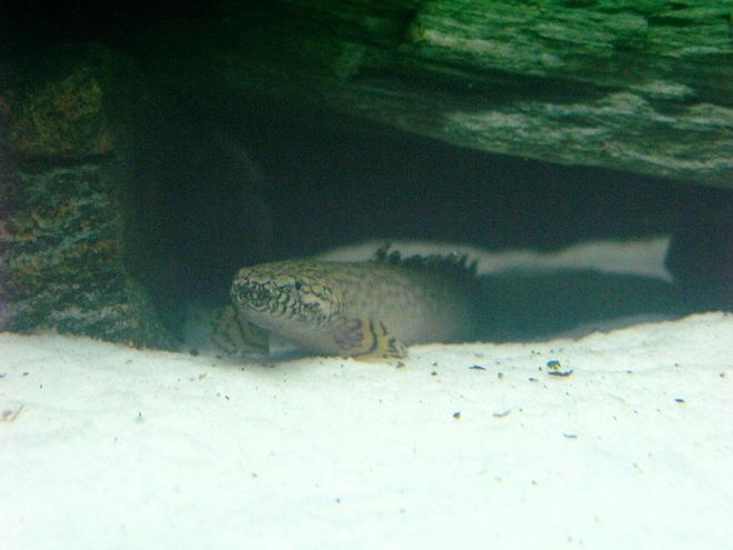 freshwater fish - polypterus ornatipinnis - ornate bichir stocking in 75 gallons tank - Orante Polypterus Bichir
